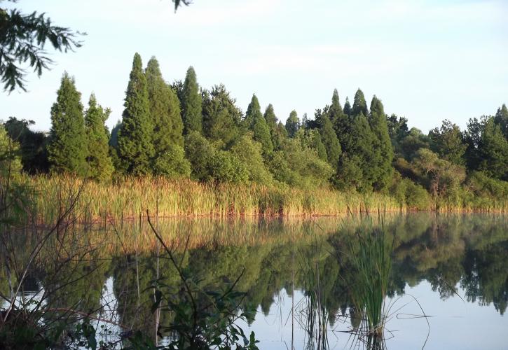 View of River and bank with grasses