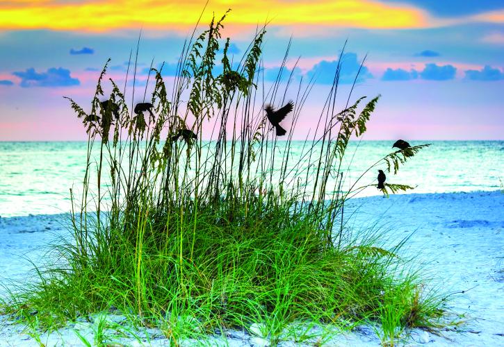 Birds resting on Sea Oats on Beach