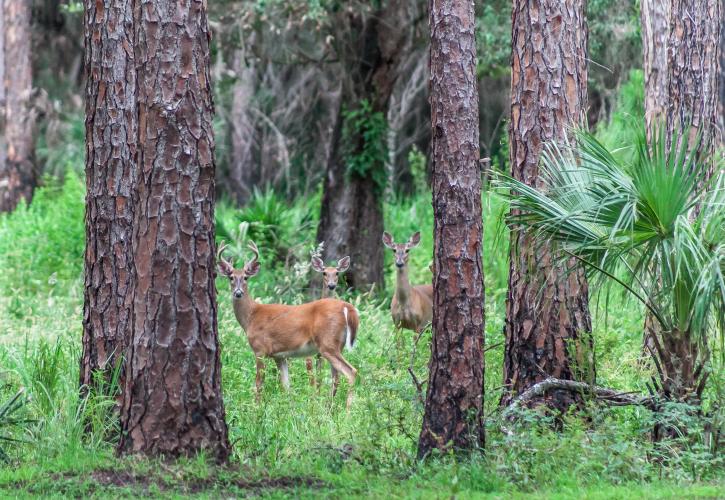 A view of some deer in the woods