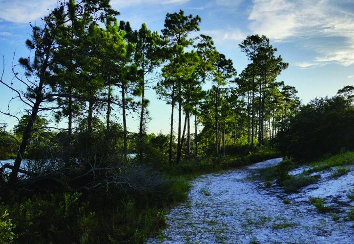 Image of wetlands at Big Lagoon