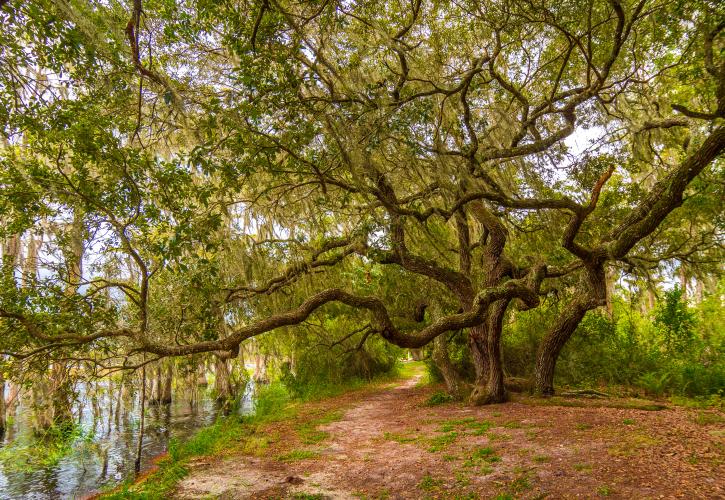 Lake Louisa Trails