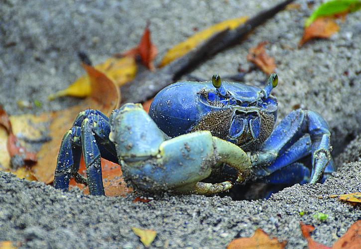 Crab on sand