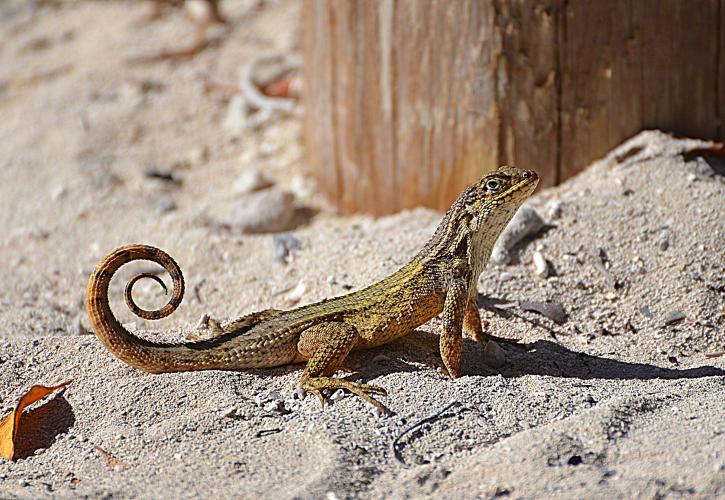 A view of a small lizard in the sand.