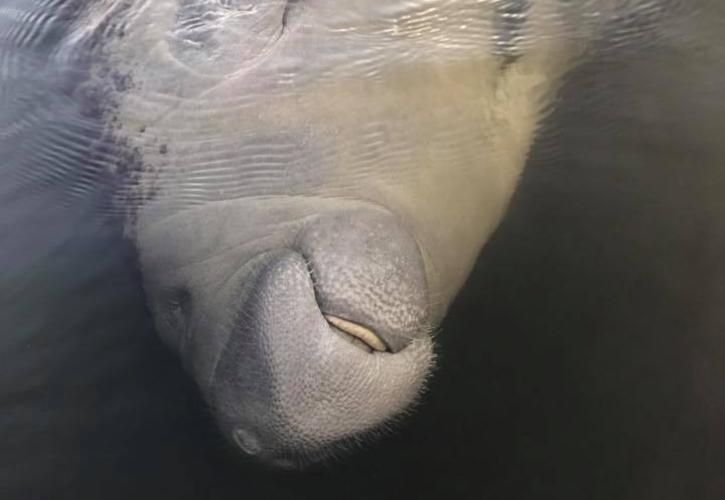 A view of a manatee in the water.