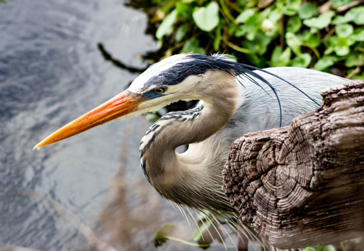 A view of a bird by the water.