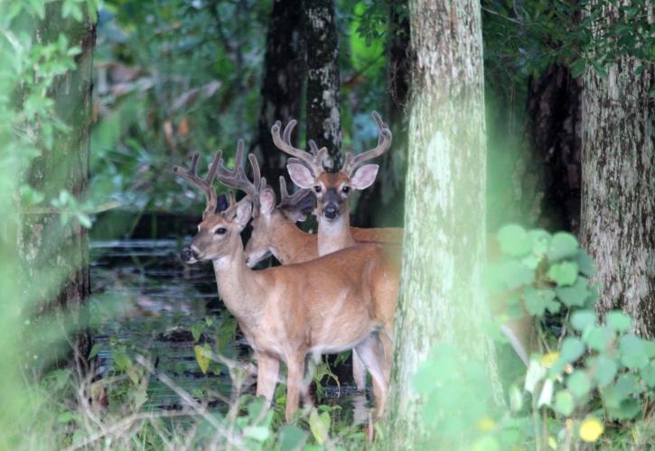 Three bucks at Colt Creek