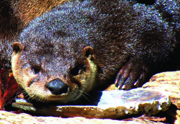 Otter at Homosassa Springs
