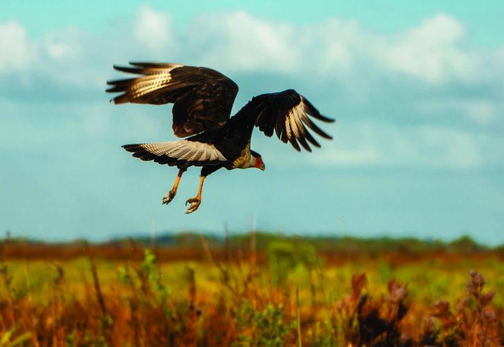 Bird flying over prairie