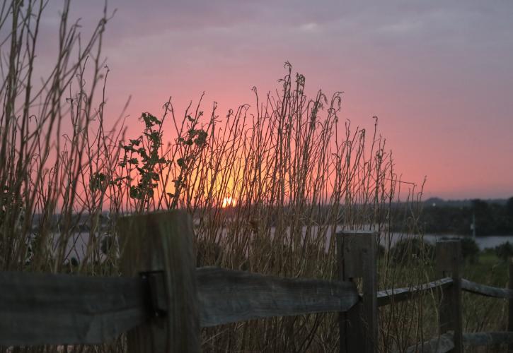 A view of the sunset through the bushes.