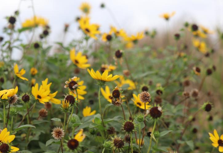 A bunch of yellow flowers in a field.