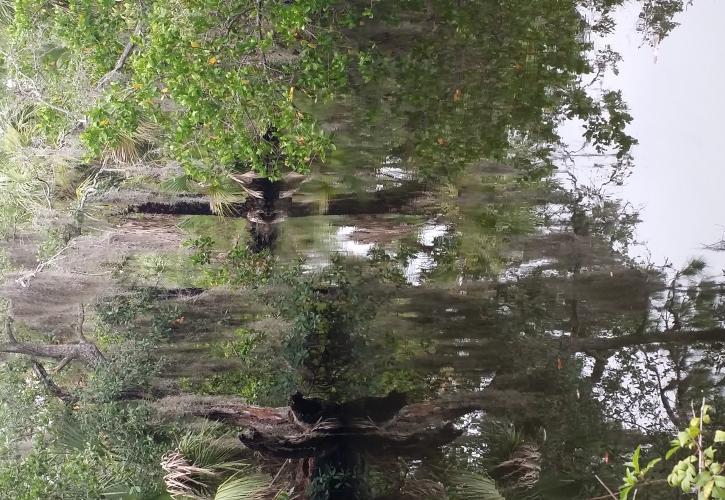 A view of the marsh at werner-boyce.