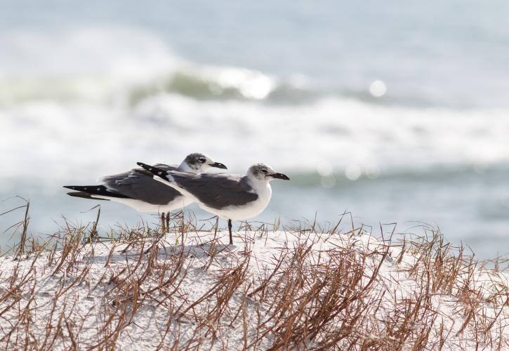 Perdido Key State Park