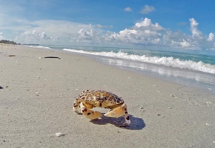 Crab on the beach