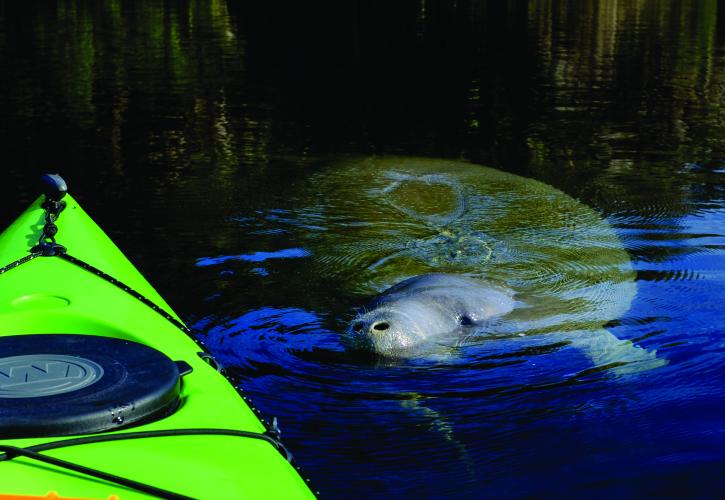 Manatee Swimming close to Kayak