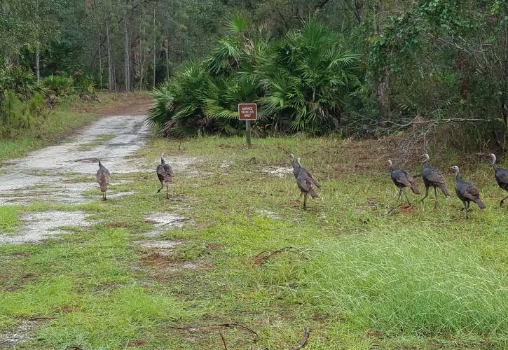 Lake Kissimmee State Park