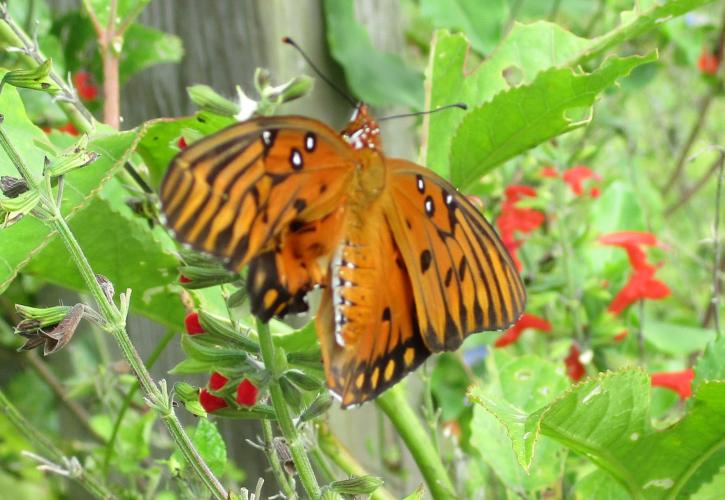A view of an orange and black butterfly.