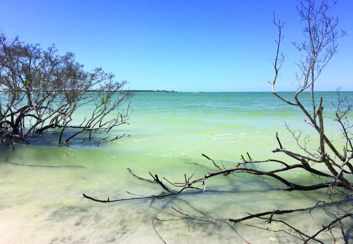 Honeymoon Island State Park Florida State Parks