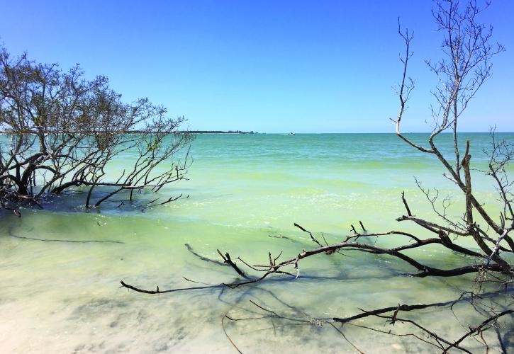 Ocean view with driftwood