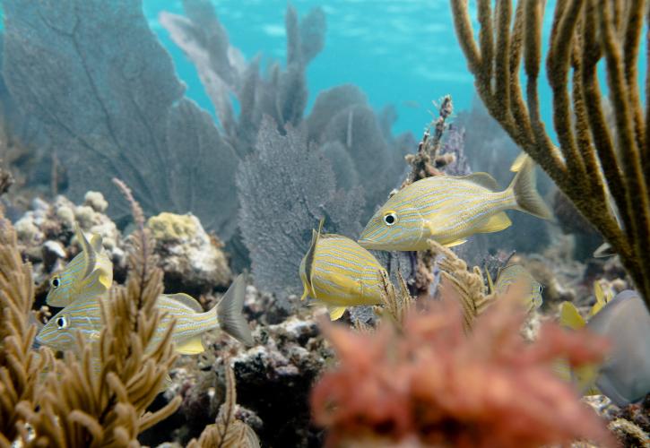 A view of the fish and flora in the coral reef.