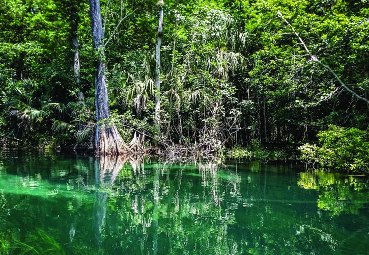 Springs of Ichetucknee