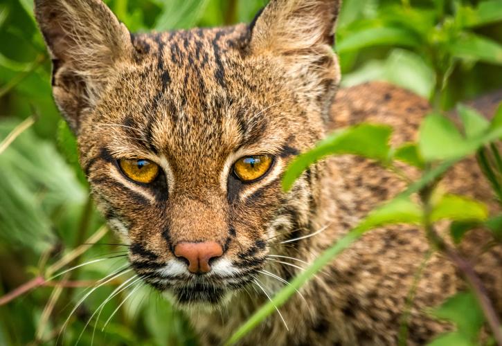 Bobcat Sighting