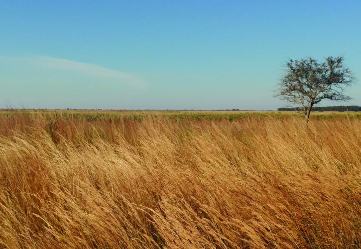 Prairie during the day