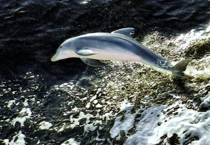 A dolphin jumping out of the water.