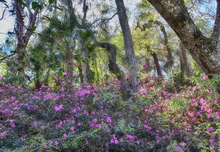 Azaleas blooming along the park drive at Ravine Gardens State Park.