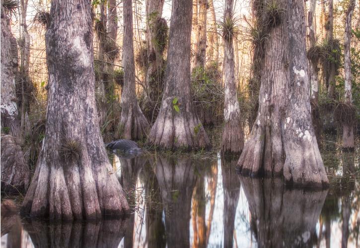 collier county water hookup