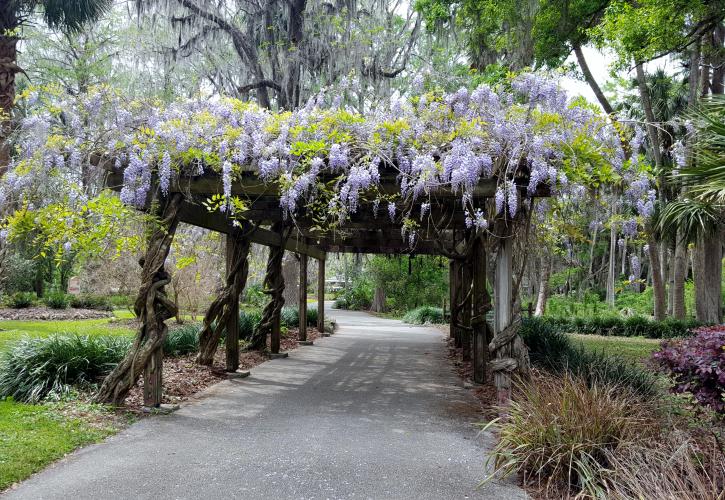Walkway with Hanging Flowers