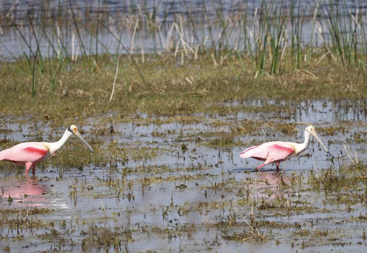 Wading Birds