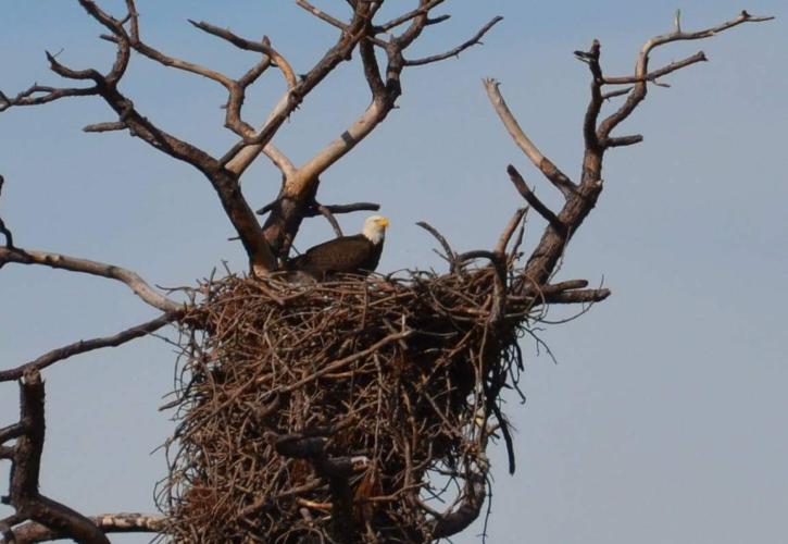 A view of an eagle in a nest.