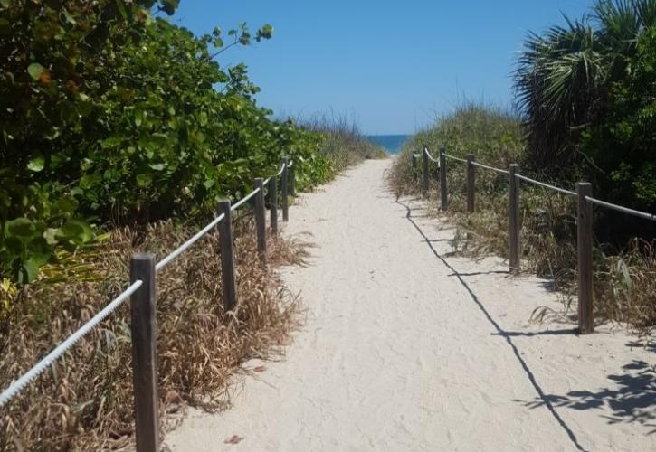 A view of the sandy path between the trees.