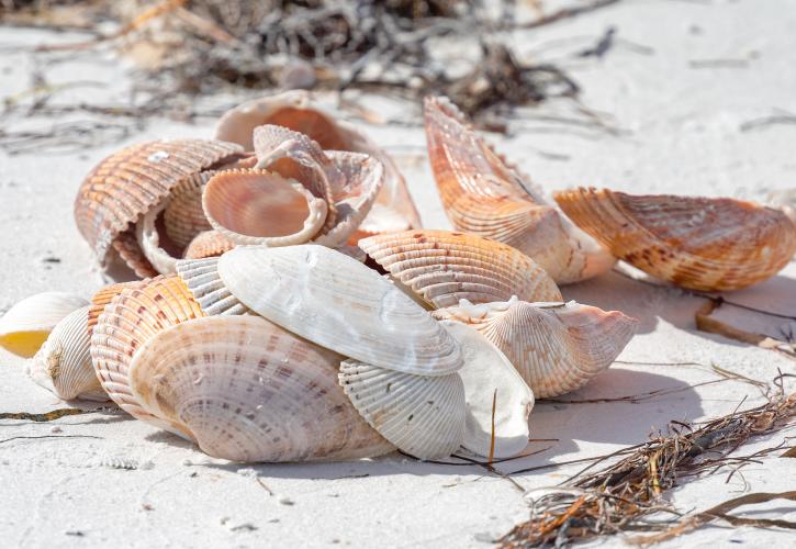 Shells on beach