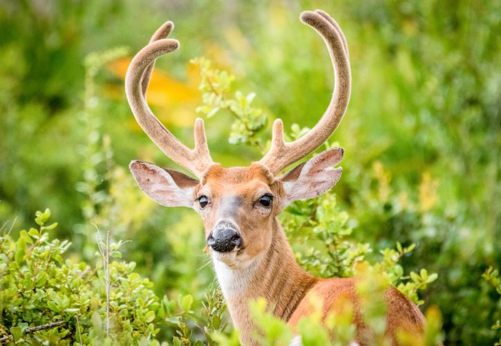 Buck at Wekiwa Springs