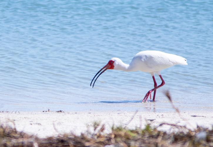 Bird at the shore