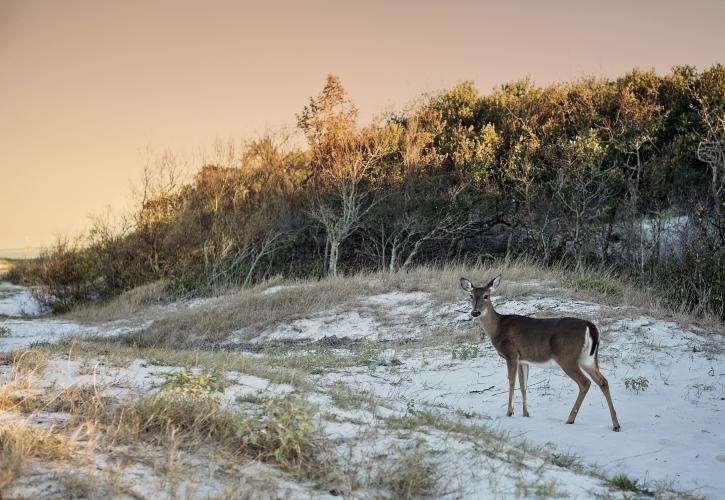 Deer on the Beach