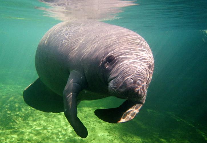 A manatee.