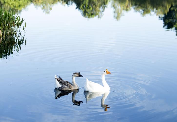 Ducks