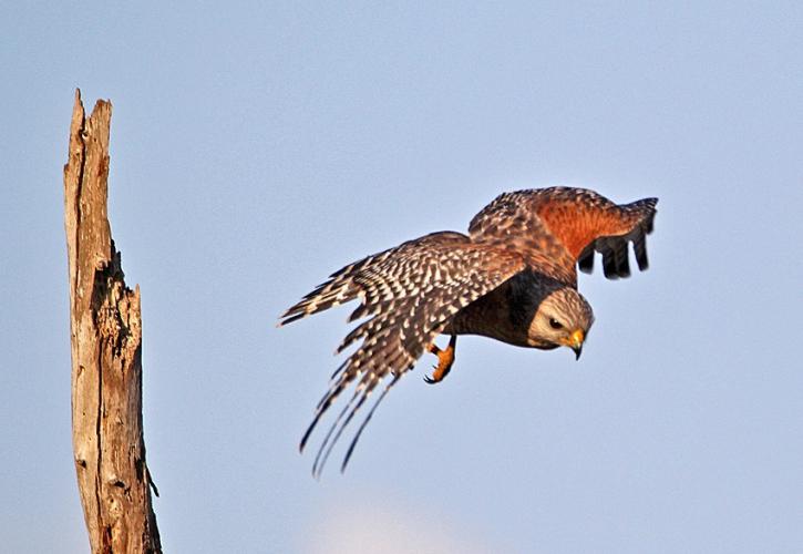 Red shouldered hawk flying off a perch at Colt Creek