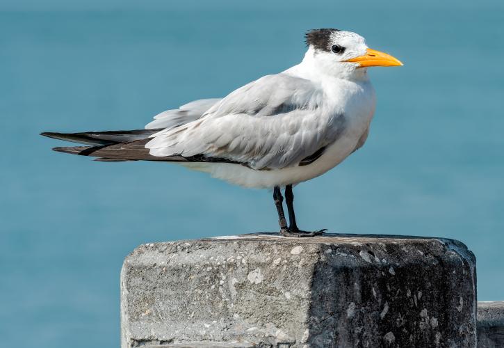 A small seagull perched on a post.