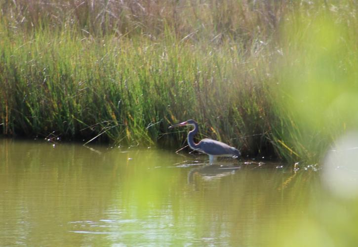 Heron at Terra Ceia Preserve State Park