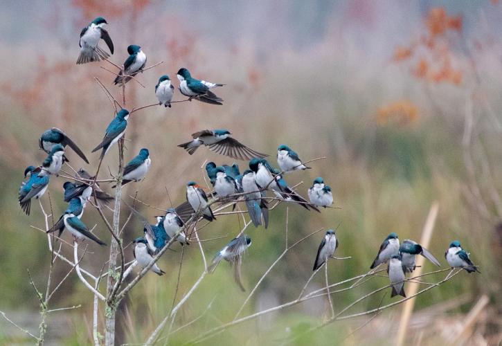 30 Tree Swallows at Colt Creek