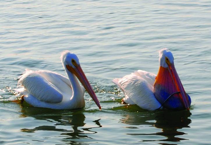 White pelicans