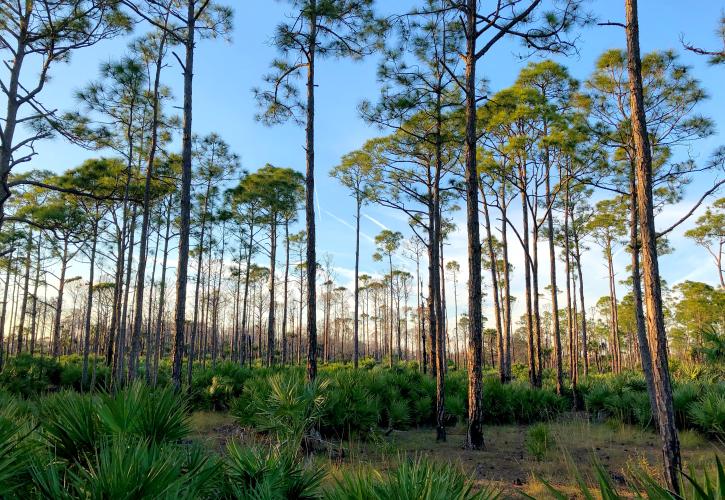 Flatwoods at SSRSP