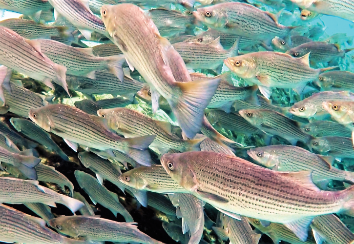 School of fish