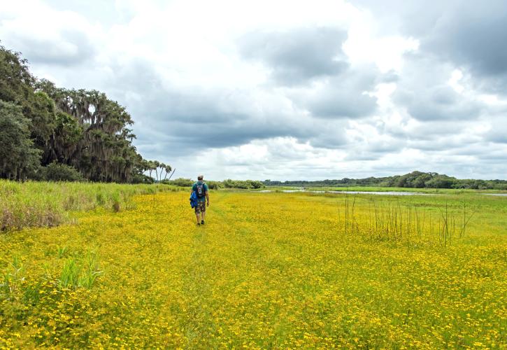 A man hikes at Myakka River State Park surrounded by yellow wildflowers.