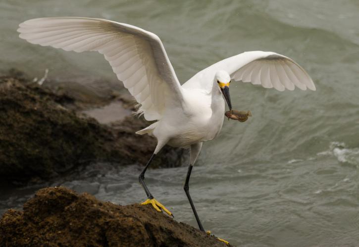 Egret