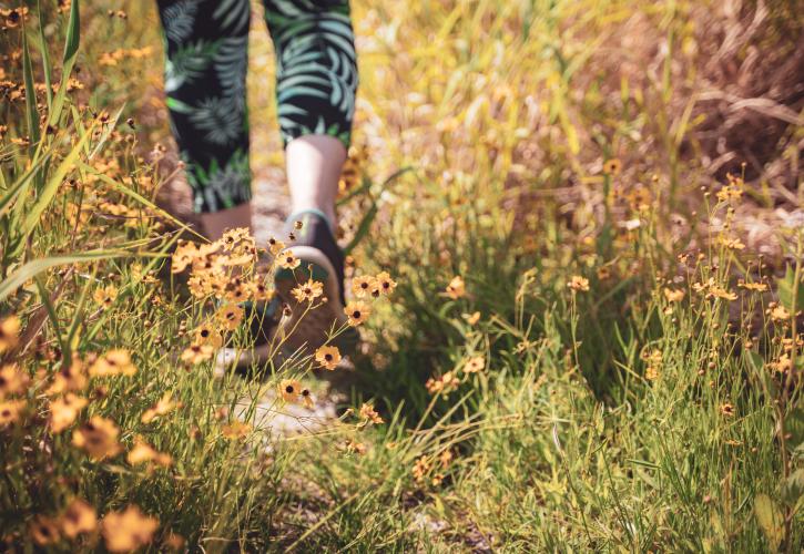 A person walks on a trail surrounded by yellow wildflowers at Myakka River State Park.