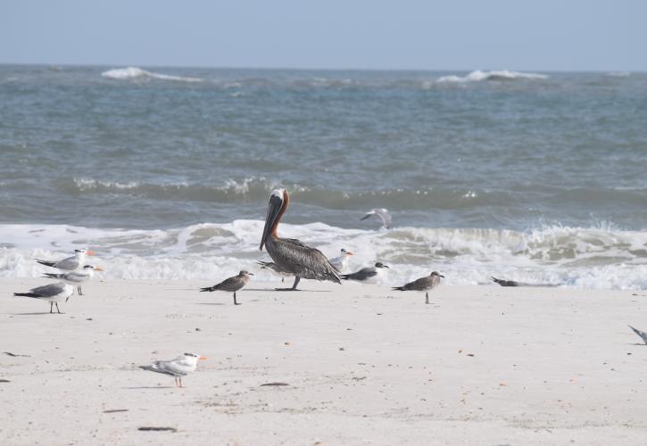 Shorebirds at Anastasia State Park